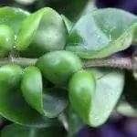 Вид на листья Hoya carnosa f. компактный