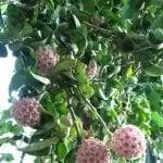 Образец Hoya carnosa f. компактный в цветке