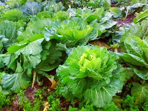 Капуста галицийская (Brassica oleracea var. viridis)