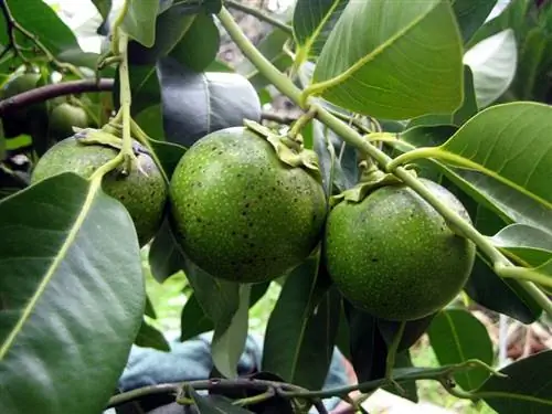 Сапота белая (Casimiroa edulis)
