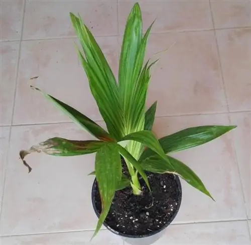 Вид на молодой экземпляр Archontophoenix alexandrae