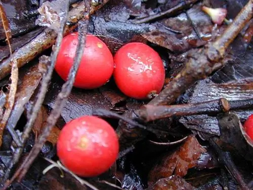 Плод Archontophoenix alexandrae красный.