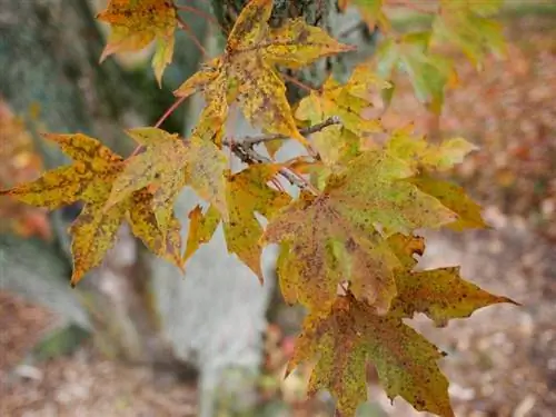 Acer truncatum осенью