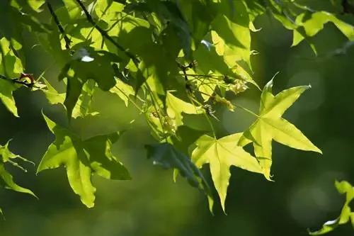 Клен шантунг (Acer truncatum)