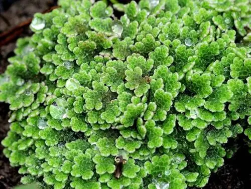 Azolla filiculoides крупным планом и с каплями росы Azolla filiculoides крупным планом и с каплями росы