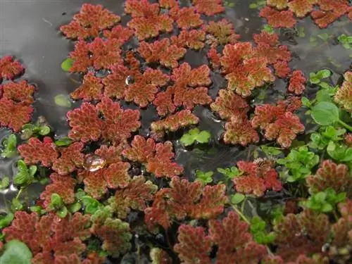 Azolla filiculoides разных цветов в воде Azolla filiculoides разных цветов в воде