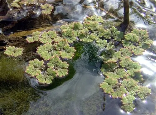 Azolla filiculoides с мхом на берегу реки Azolla filiculoides с мхом на берегу реки