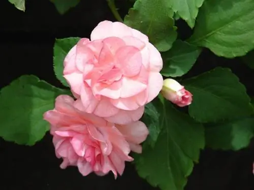 Impatiens walleriana - очень декоративное растение.