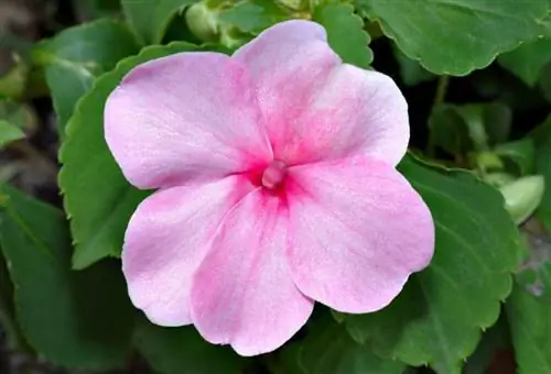 Impatiens walleriana - неприхотливое в выращивании растение.