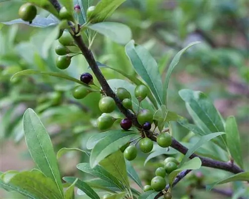 Стилвуд (Bumelia lycioides)