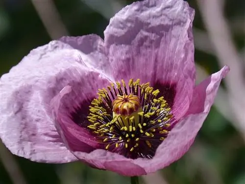 Королевский мак (Papaver somniferum)