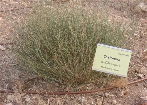 Coronilla juncea растение