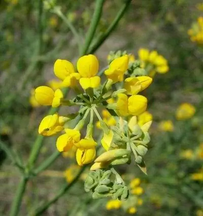 Coronilla juncea растение