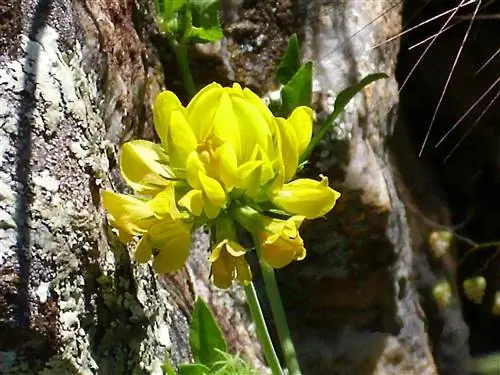 Крона тонколистная (Coronilla juncea)