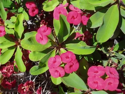 Терновый венец (Euphorbia milii var. splendens)