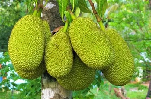 дерево с плодами под названием Яка (Artocarpus heterophyllus)