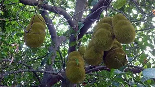 Яка (Artocarpus heterophyllus)