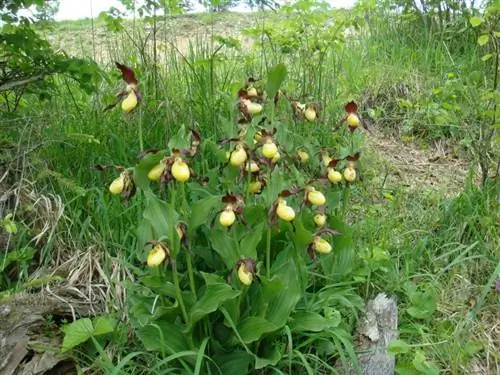 Cypripedium calceolus Cypripedium calceolus