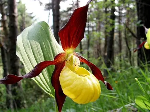 Дамские сабо (Cypripedium calceolus)