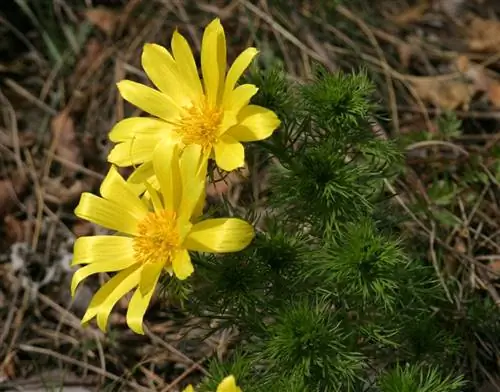 Глаз куропатки (Adonis vernalis)