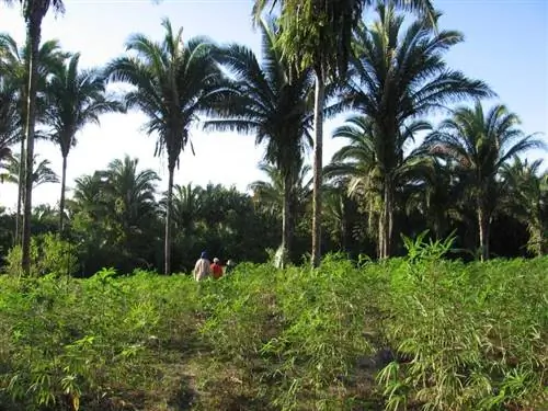 Пальмы Attalea speciosa