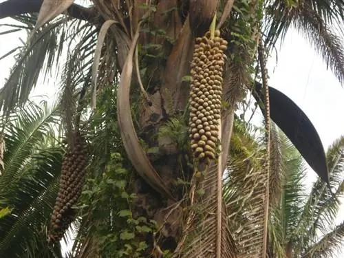 Плоды Attalea speciosa