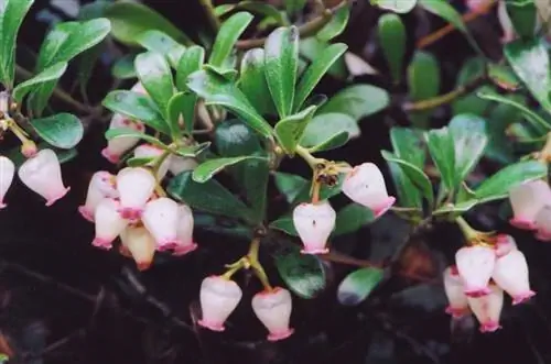 цветок Uvas ursi или Arctostaphylos uva ursi