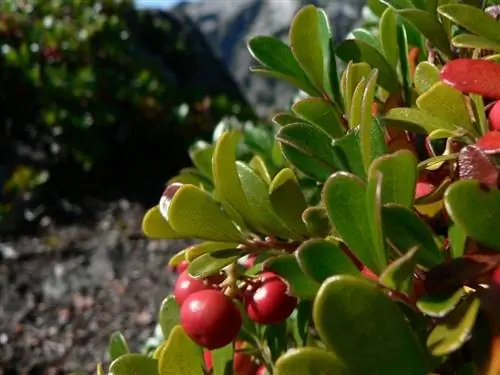 кустарник под названием Uvas ursi, растущий на земле
