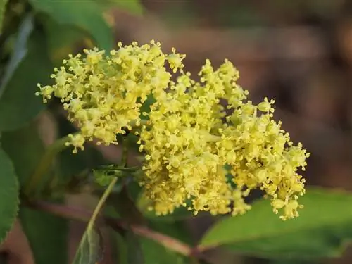 Бузина кистевидная цветки
