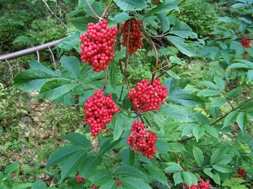 Бузина красная (Sambucus racemosa)