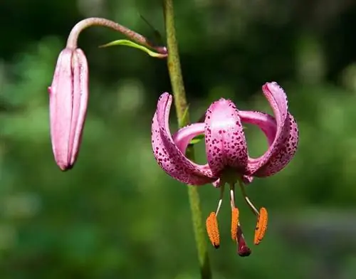 Мартагон (Lilium martagon)