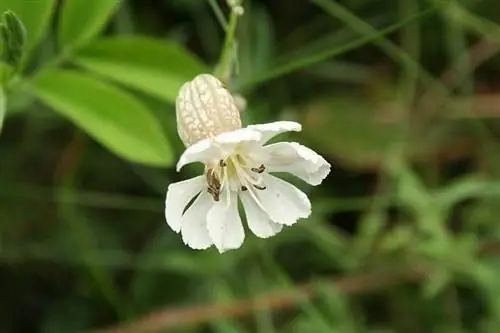 Silene vulgaris подвид морской