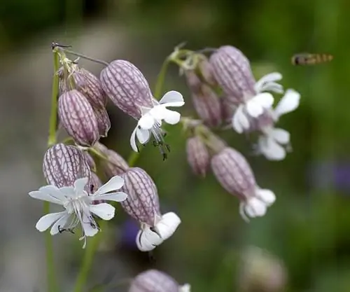 Дикие крабы (Silene vulgaris)