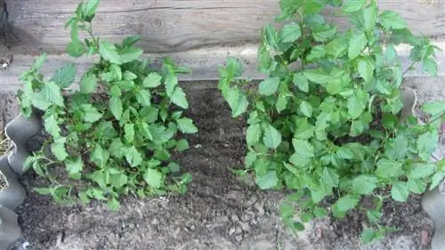 Дамиану можно выращивать в горшке или в саду.