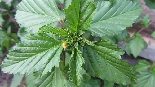 Листья дамианы зеленые.