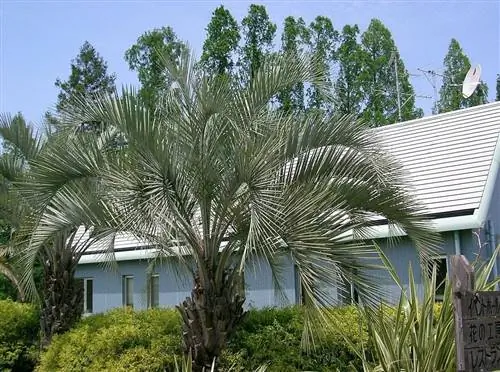 Бутия головчатая - очень декоративная пальма.