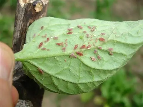 Тля в выращивании томатов