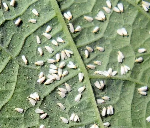 белокрылка на помидорах