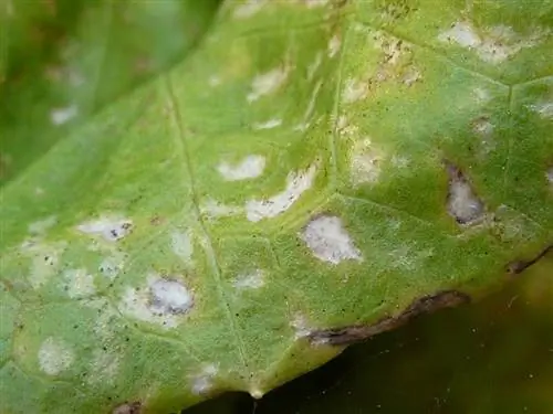 трипсы на помидорах