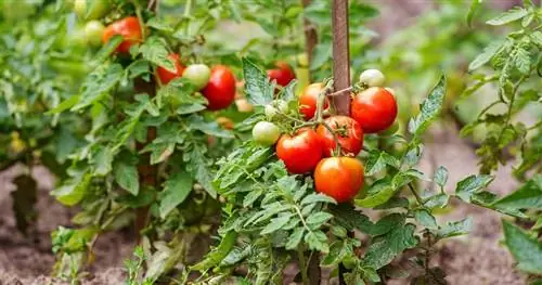 Вредители и болезни томатов. симптомы и лечение