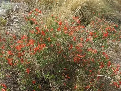использование бувары
