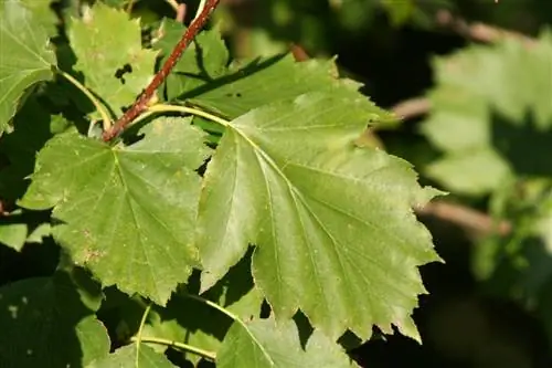 Листья Sorbus torminalis опадающие.