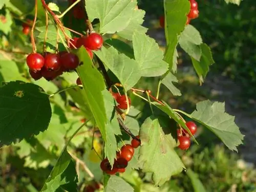 Плоды Sorbus torminalis маленькие и красные.