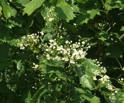 Цветки Sorbus torminalis белые.