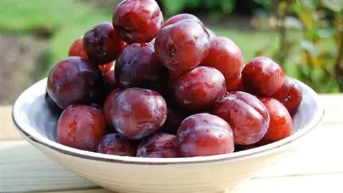 красные сливы в миске и на столе