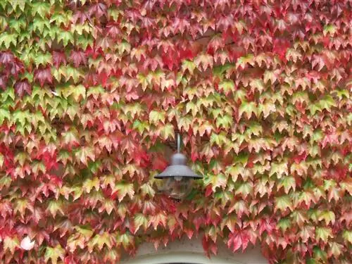 Девственная лоза (Parthenocissus tricuspidata)