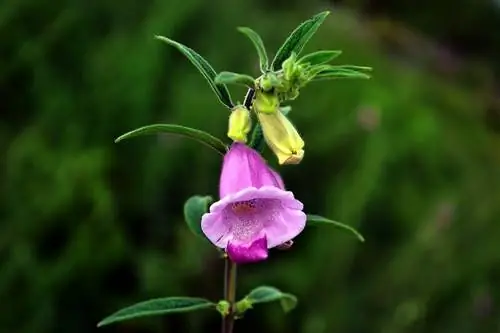 Кунжут индикум