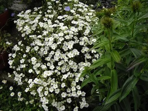 Arenaria montana очень хорошо сочетается с другими растениями.