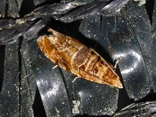 Лобезия ботрана