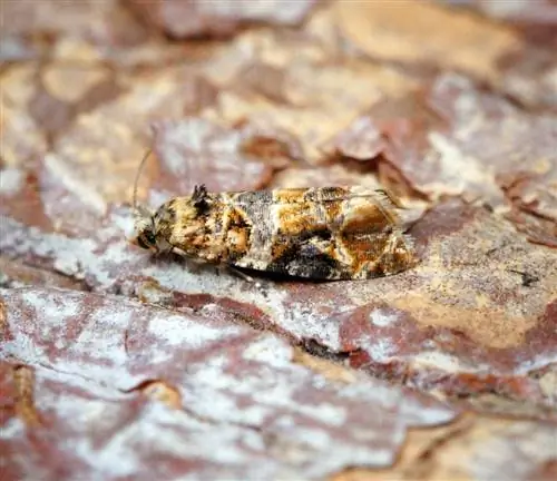 кластерная моль